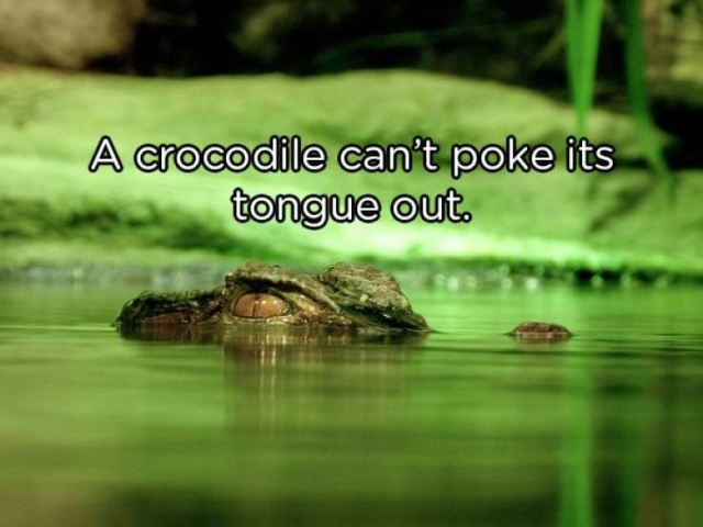 Interesting Facts (20 pics)