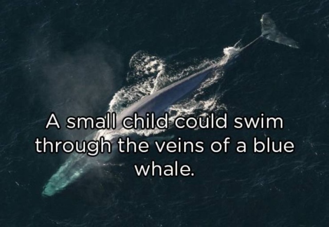 Interesting Facts (20 pics)