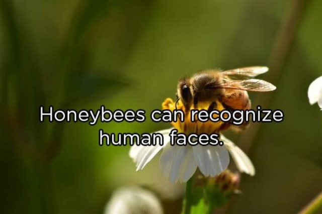 Interesting Facts (20 pics)