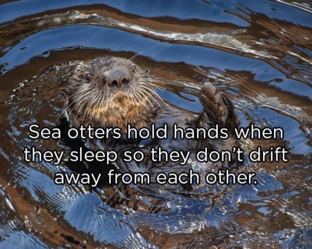 Interesting Facts (20 pics)