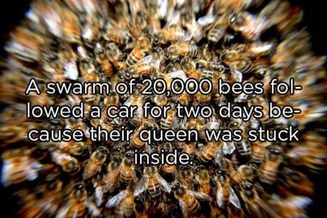 Interesting Facts (20 pics)