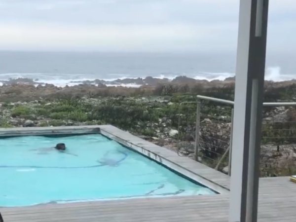 Baboons Playing In Residential Pool