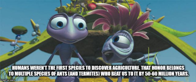 Interesting Facts (40 pics)