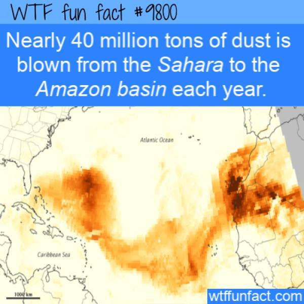 Interesting Facts (40 pics)