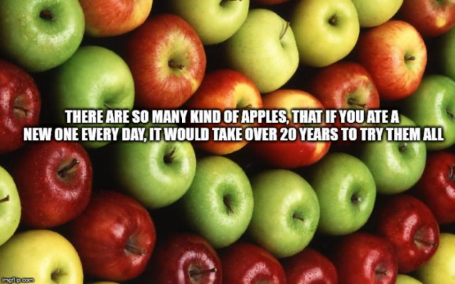 Interesting Facts (40 pics)