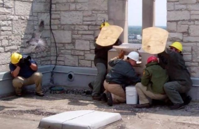 Mother Falcon Protects Her Kids From Ornithologists Who Wanted To Check Them (14 pics)