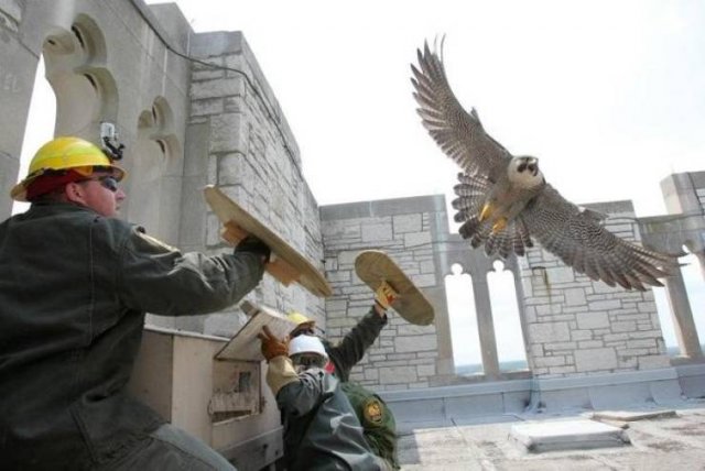 Mother Falcon Protects Her Kids From Ornithologists Who Wanted To Check Them (14 pics)