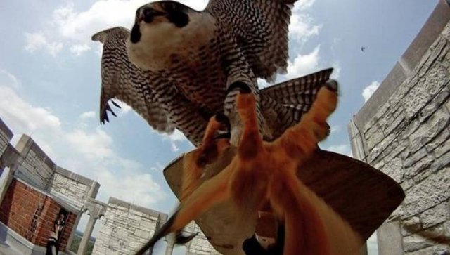 Mother Falcon Protects Her Kids From Ornithologists Who Wanted To Check Them (14 pics)