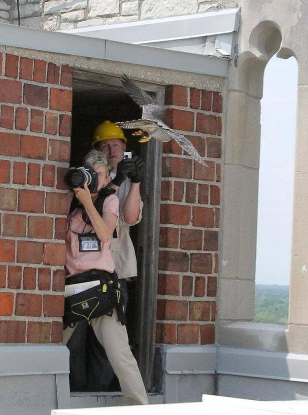 Mother Falcon Protects Her Kids From Ornithologists Who Wanted To Check Them (14 pics)