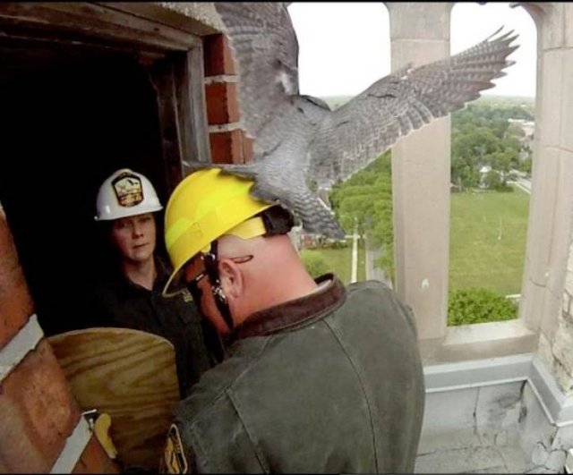 Mother Falcon Protects Her Kids From Ornithologists Who Wanted To Check Them (14 pics)