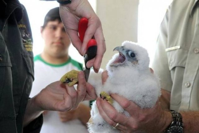 Mother Falcon Protects Her Kids From Ornithologists Who Wanted To Check Them (14 pics)