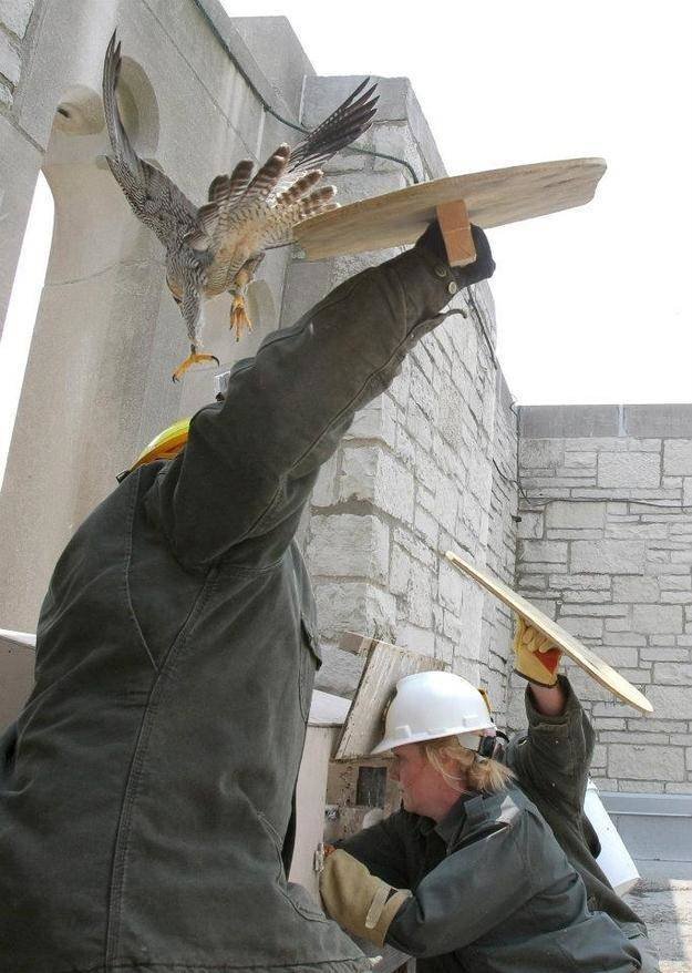 Mother Falcon Protects Her Kids From Ornithologists Who Wanted To Check Them (14 pics)