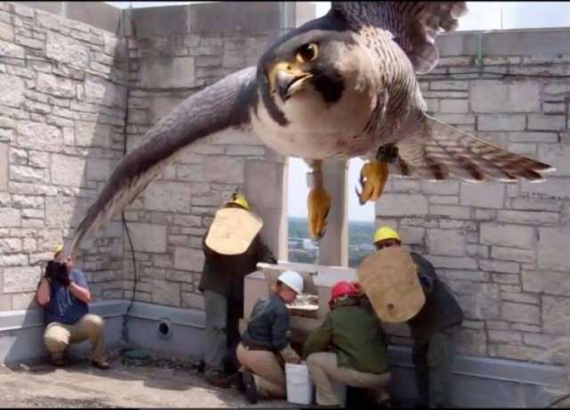Mother Falcon Protects Her Kids From Ornithologists Who Wanted To Check Them (14 pics)