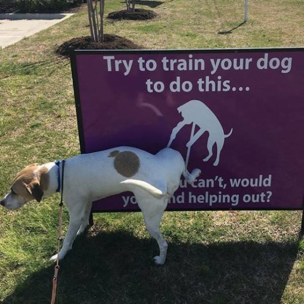 This Is How You Serve Revenge (48 pics)