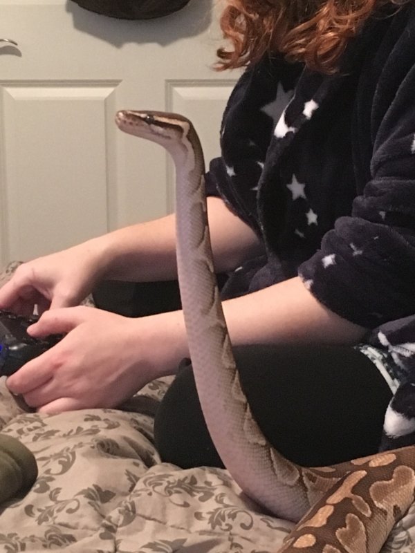 Snakes Can Be Friends (43 pics)