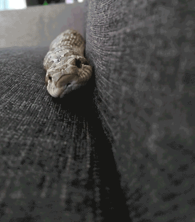 Snakes Can Be Friends (43 pics)