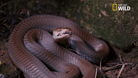 Snakes Can Be Friends (43 pics)