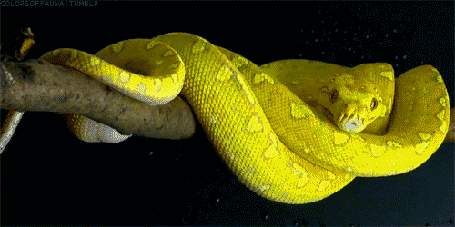 Snakes Can Be Friends (43 pics)
