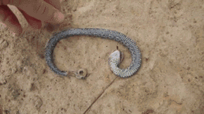 Snakes Can Be Friends (43 pics)