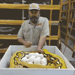 Snakes Can Be Friends (43 pics)