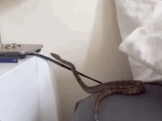 Snakes Can Be Friends (43 pics)