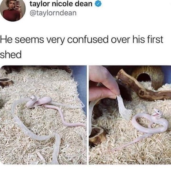 Snakes Can Be Friends (43 pics)