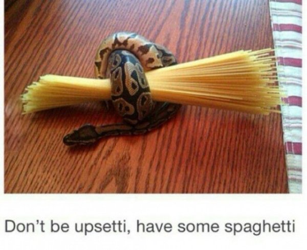 Snakes Can Be Friends (43 pics)