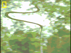 Snakes Can Be Friends (43 pics)