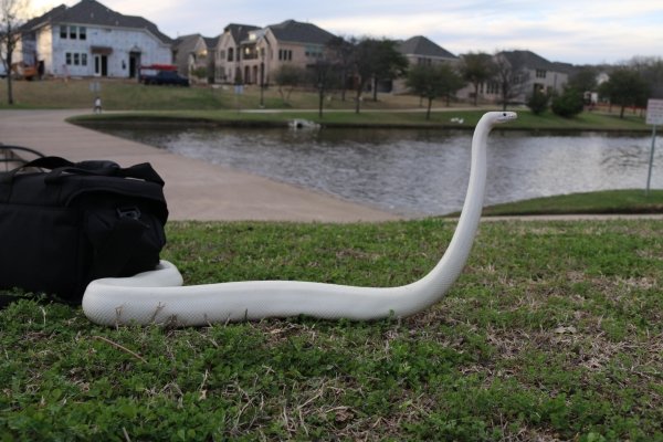 Snakes Can Be Friends (43 pics)