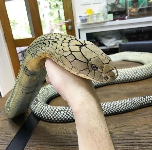 Snakes Can Be Friends (43 pics)