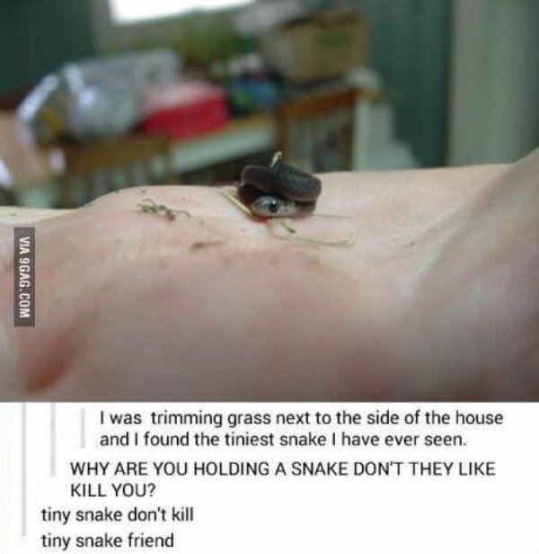 Snakes Can Be Friends (43 pics)
