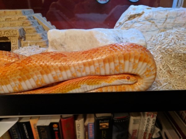 Snakes Can Be Friends (43 pics)