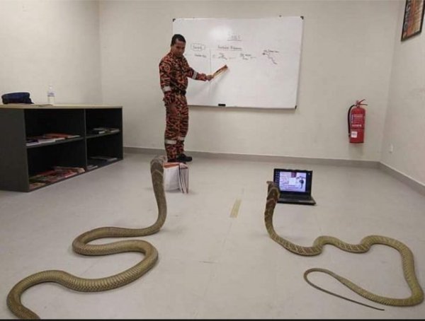 Snakes Can Be Friends (43 pics)