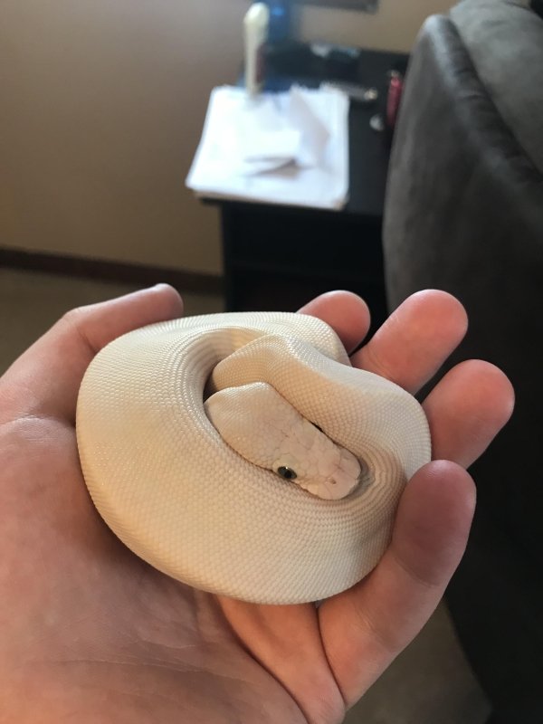 Snakes Can Be Friends (43 pics)