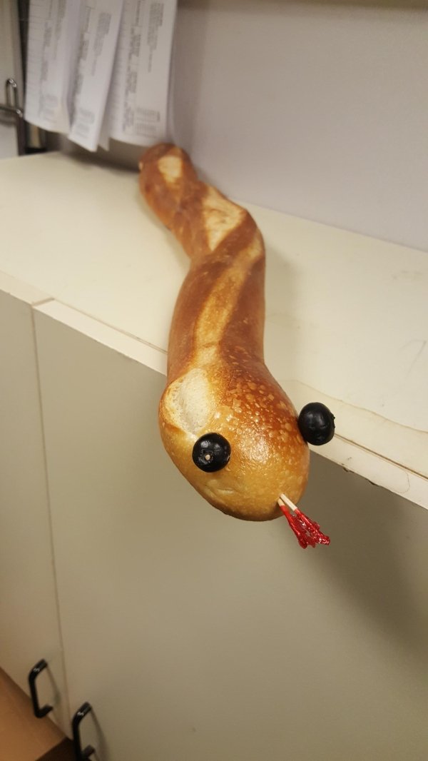 Snakes Can Be Friends (43 pics)