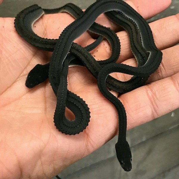 Snakes Can Be Friends (43 pics)