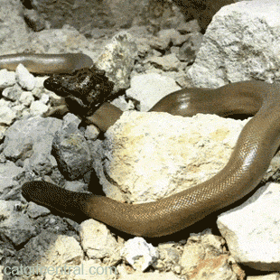 Snakes Can Be Friends (43 pics)