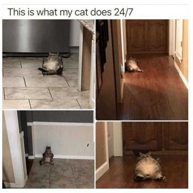 Funny Cats (31 pics)