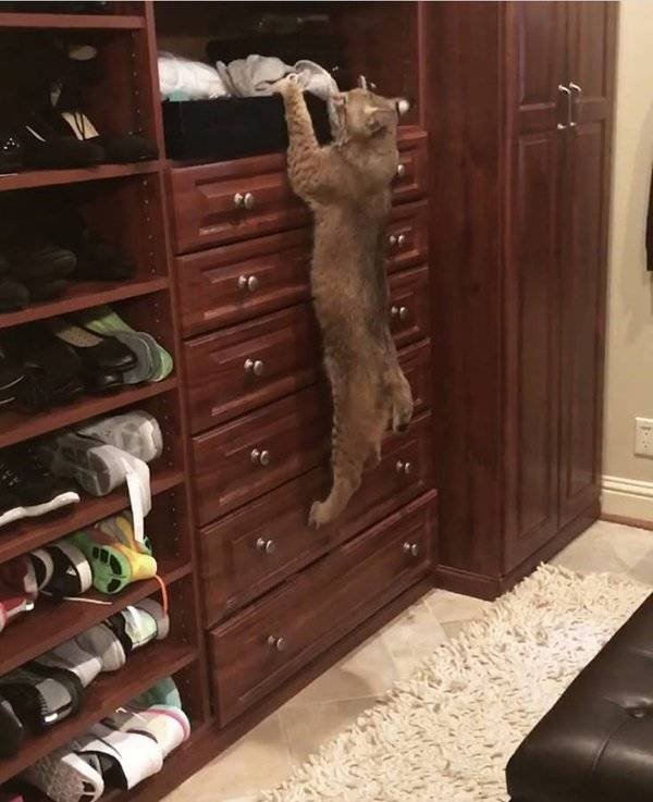 Guy Saved A Cat And Wanted To Return It To Its Owners. But It Was Not A Normal Cat (7 pics)
