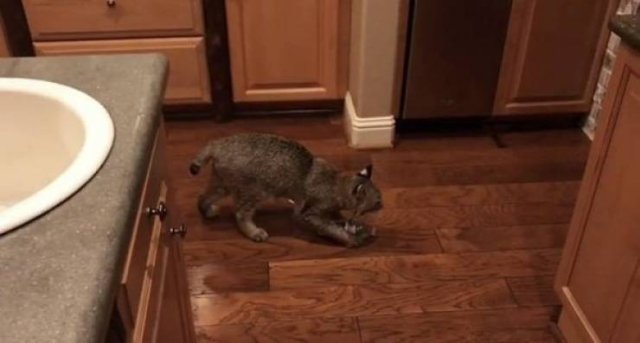 Guy Saved A Cat And Wanted To Return It To Its Owners. But It Was Not A Normal Cat (7 pics)