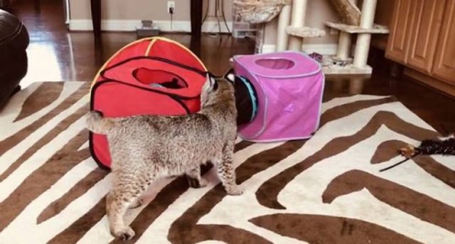 Guy Saved A Cat And Wanted To Return It To Its Owners. But It Was Not A Normal Cat (7 pics)