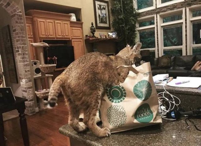 Guy Saved A Cat And Wanted To Return It To Its Owners. But It Was Not A Normal Cat (7 pics)