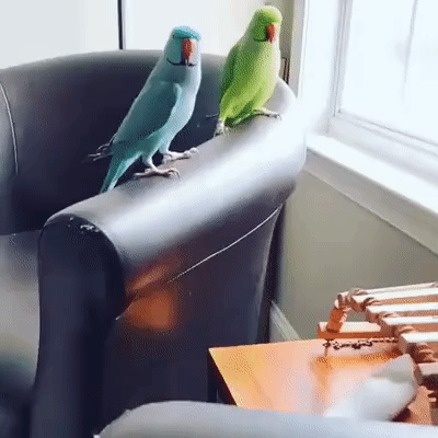 Acid Gifdump, June 03 (25 gifs)
