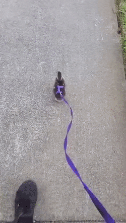 Acid Gifdump, June 03 (25 gifs)