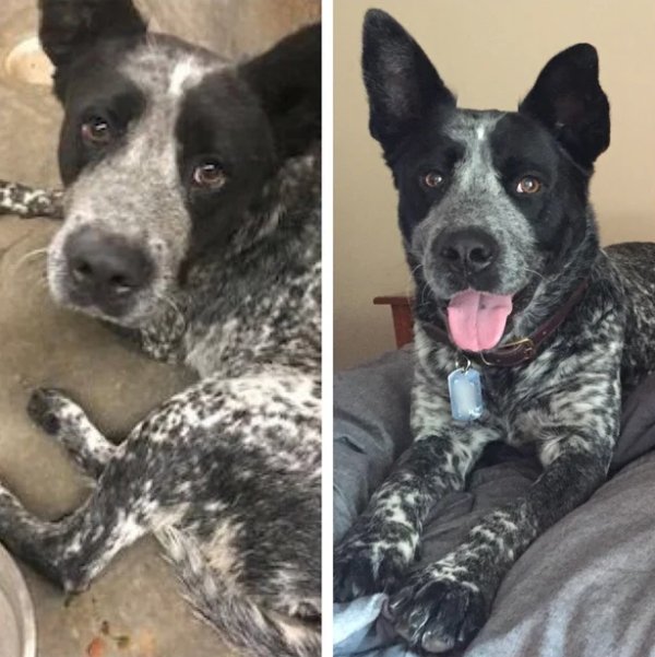 Pets Before And After Adoption (32 pics)