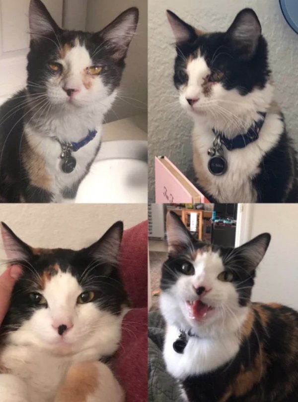 Pets Before And After Adoption (32 pics)