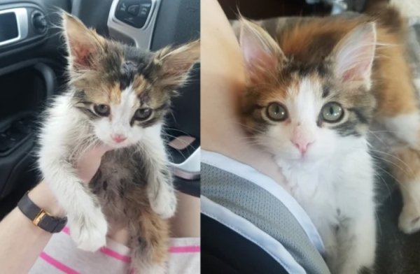 Pets Before And After Adoption (32 pics)