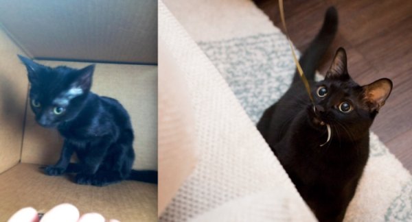 Pets Before And After Adoption (32 pics)