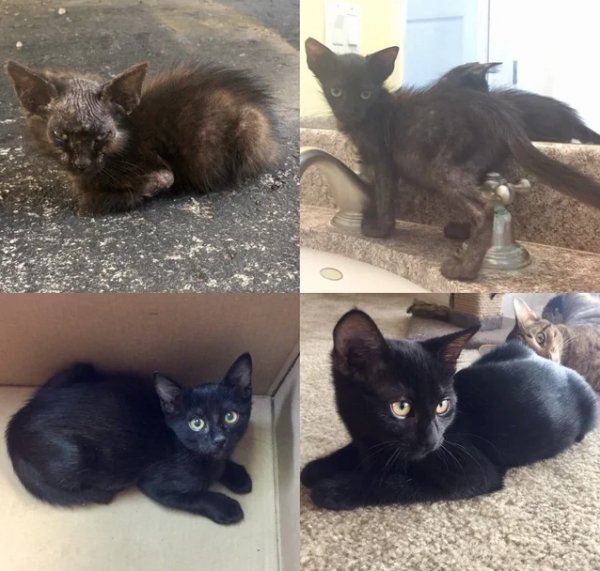Pets Before And After Adoption (32 pics)