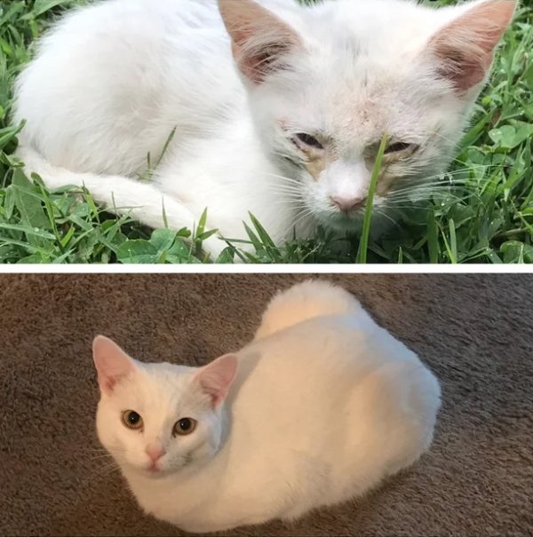 Pets Before And After Adoption (32 pics)